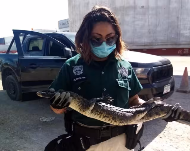 La Policía Ecológica retornó al animal a su hábitat