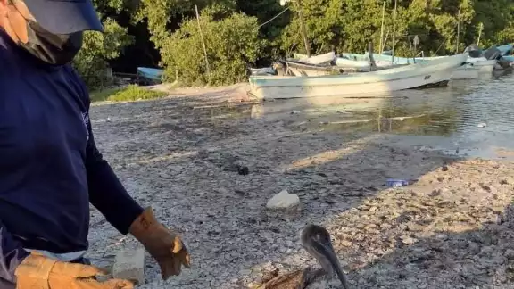 Es el segundo pelícano rescatado en Chelem Es el segundo pelícano rescatado en Chelem