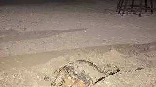 Voluntarios cuidaron el desove de la tortuga