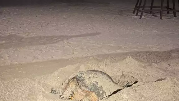 Voluntarios cuidaron el desove de la tortuga Voluntarios cuidaron el desove de la tortuga