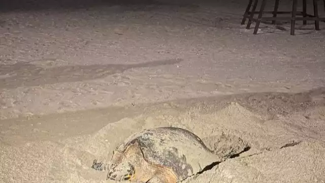 Voluntarios cuidaron el desove de la tortuga