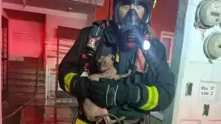 Bomberos de Playa del Carmen rescataron a un gato de un incendio en Misión de las Flores 