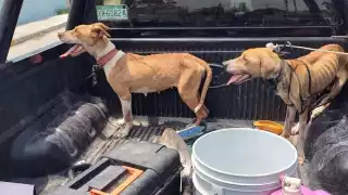 Se informó que los perros permanecerán en el departamento de Ecología