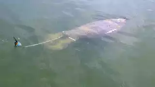 El Manatí visita comúnmente las costas de Quintana Roo y su mayor concentración se registra en la bahía de Chetumal.