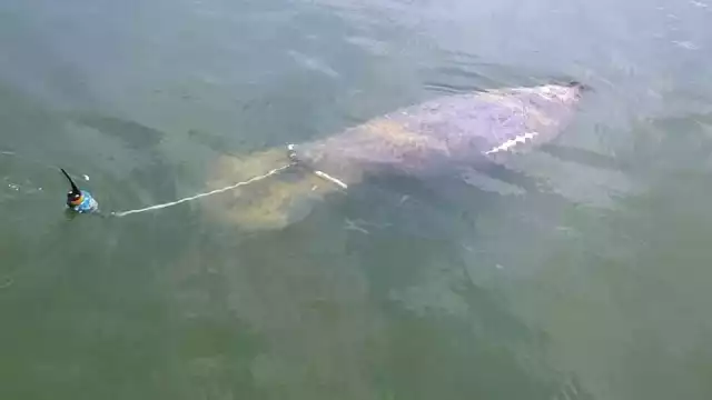 El Manatí visita comúnmente las costas de Quintana Roo y su mayor concentración se registra en la bahía de Chetumal.