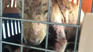 ¡Es ley! Maltrato animal en CDMX se castigará con 10 años de cárcel