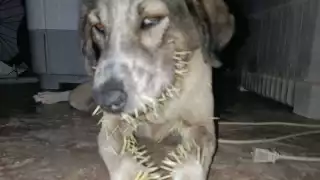 Atienden otro perro víctima de puercoespín en Calderitas