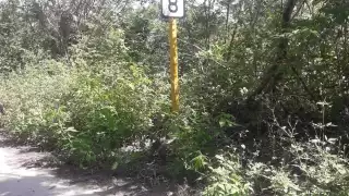 El Mapache Enano y los Pizotes, son especies endémicos de Cozumel y son los que tienen más registros por atropellamiento