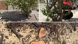 Foto: Fátima Almeida