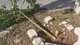 Una de las ceibas vandalizadas