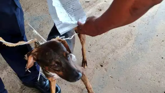 El comunicado oficial va acompañado de una foto donde aparece un perro flaco de color marrón sujetado por una persona con uniforme que muestra una carta El comunicado oficial va acompañado de una foto donde aparece un perro flaco de color marrón sujetado por una persona con uniforme que muestra una carta