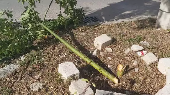 Una de las ceibas vandalizadas Una de las ceibas vandalizadas