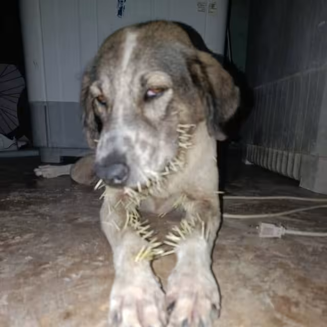Perro en Calderitas es víctima de puercoespín, recibe atención veterinaría