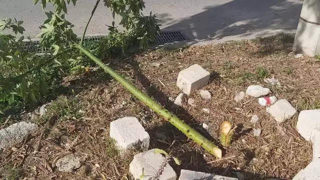 Una de las ceibas vandalizadas