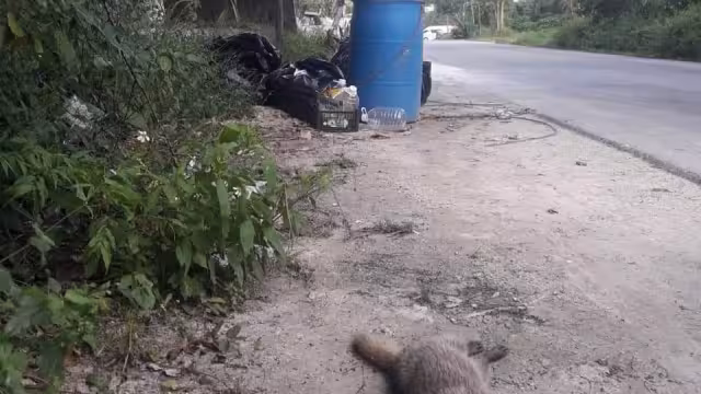 Conductores siguen atropellando a las diversas especies, pese a señalética y campañas de concientización