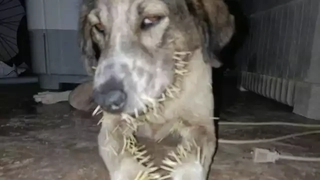 Perro en Calderitas es víctima de puercoespín, recibe atención veterinaría
