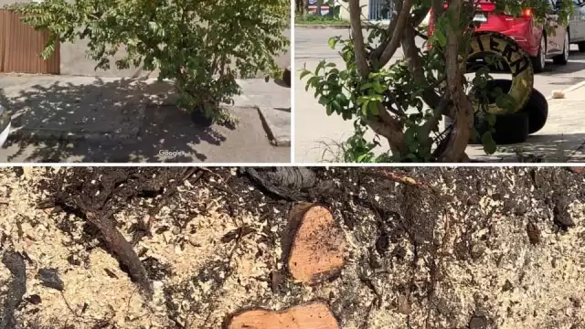 Foto: Fátima Almeida