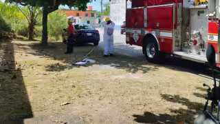Reportan aumento de ataques de abeja por el calor y la sequía en Quintana Roo