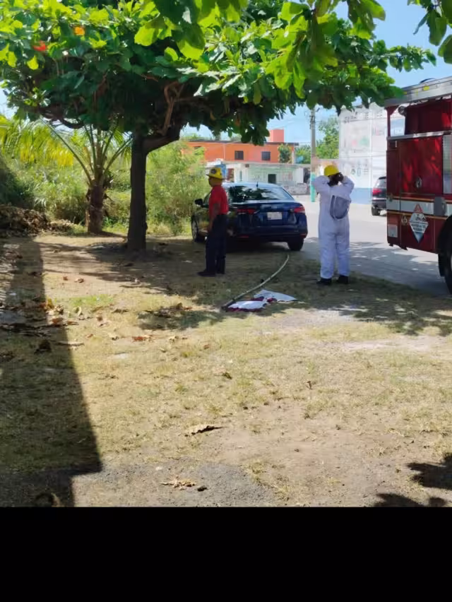 Ayer, en la colonia Adolfo López Mateos, vecinos reportaron la aparición de los insectos