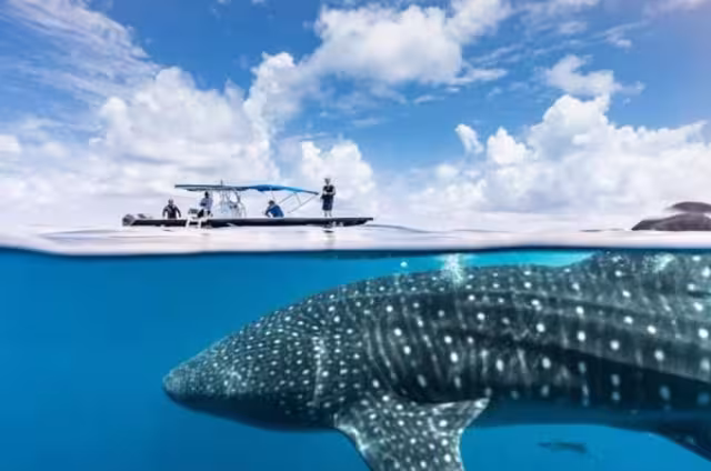 Arranca temporada de tiburón ballena con tarifas de 2024.