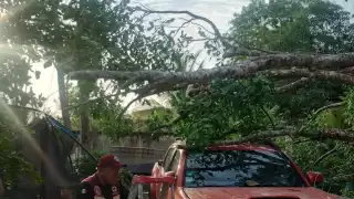 Árbol en mal estado cae sobre camioneta en la colonia Fertimex, Escárcega