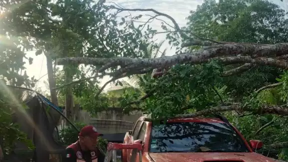 Un árbol en mal estado cayó sobre una camioneta estacionada en la colonia Fertimex. Un árbol en mal estado cayó sobre una camioneta estacionada en la colonia Fertimex.