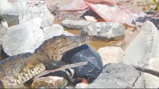 Hasta la fecha jamás se ha escuchado que estos reptiles ataquen o hagan daño a alguna persona