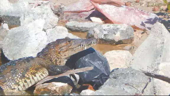 Hasta la fecha jamás se ha escuchado que estos reptiles ataquen o hagan daño a alguna persona