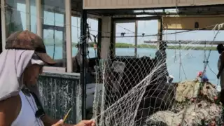 De acuerdo con productores, los intermediarios justifican los bajos costos que ofrecen por la caída del dólar frente al peso mexicano