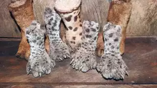 Denuncian comercio ilícito de partes de jaguar; Semabicce pide reportar ante Profepa