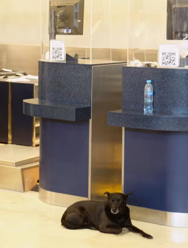 "Es un perro de compañía, está debidamente educado no muerde a nadie y obedece"