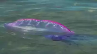 ¿Qué hacer si te pica una carabela portuguesa?