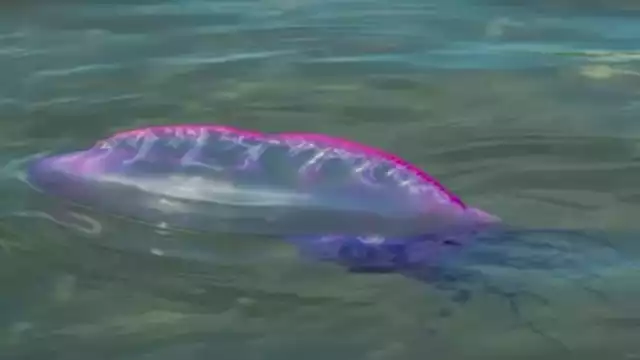 Esto es lo que debes hacer si te pica un 'agua mala'