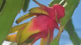 Productores de José María Morelos ven prometedor el cultivo de pitahaya