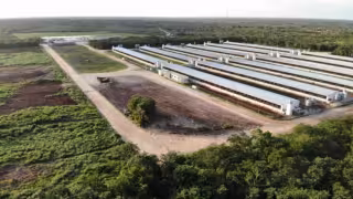 Jueza federal ordena inspecciones a granjas porcícolas  en Yucatán por denuncias ambientales