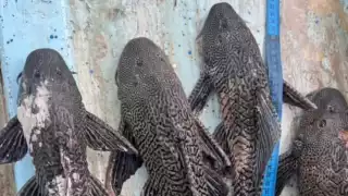   Capturan ocho ejemplares de pez diablo en la Laguna de Bacalar  