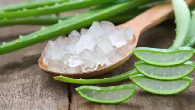 Su nombre científico es ‘Aloe Barbandensis’ y se diferencia de los demás tipos de aloe por su alta producción de gel