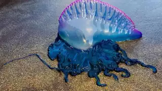 Si tocas a alguna los síntomas pueden variar desde vómitos, fiebre alta hasta problemas cardíacos