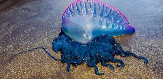 Si tocas a alguna los síntomas pueden variar desde vómitos, fiebre alta hasta problemas cardíacos