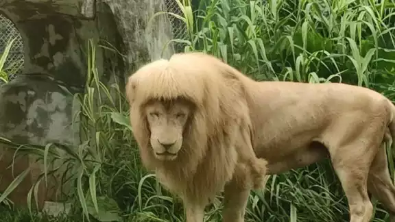 La imagen del león se ha hecho viral por lo raro de su melena La imagen del león se ha hecho viral por lo raro de su melena