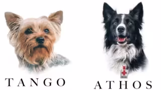 El asesino de los perritos rescatistas, Athos y Tango, fue condenado a 10 años de prisión