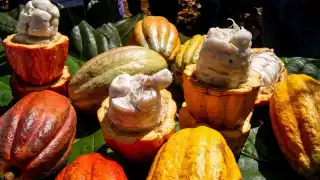 Para el mercado de Japón´se destinarán productos comestibles, y para Estados Unidos serán las diez empresas