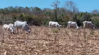 Ganaderos de Chunchintok enfrentan crisis por sequía