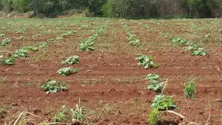 Productores de Hopelchén pierden cosecha de chigua y apuestan al maíz tras la sequía