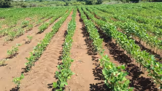 Sequía golpea al campo de Rancho Sosa y deja pérdidas millonarias