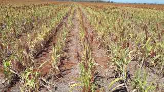 Sequía arrasa con el sorgo en Hopelchén: productores pierden más de 27 mil hectáreas