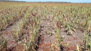 Fracasa gran parte del sorgo 2025-2026 en Campeche por falta de agua