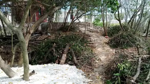 Los avecindados destruyen sistemas de diversidad de flora y fauna