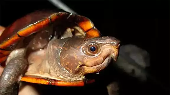 La Kinosternon creaseri, conocida como tortuga de pantano de Yucatán o Xtuk’is en lengua maya, está en riesgo de extinción