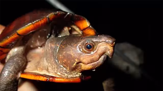 La Kinosternon creaseri, conocida como tortuga de pantano de Yucatán o Xtuk’is en lengua maya, está en riesgo de extinción